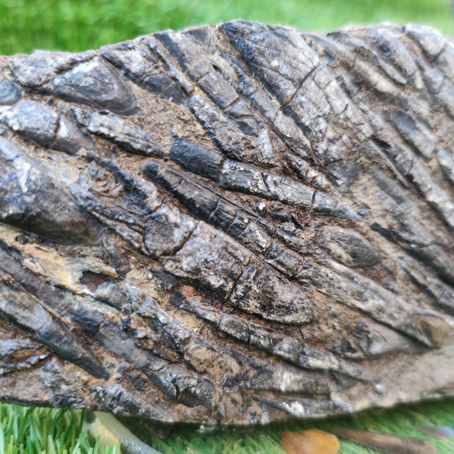 Large Belemnite battlefield/ deathbed North Yorkshire fossils - North Yorkshire Fossils