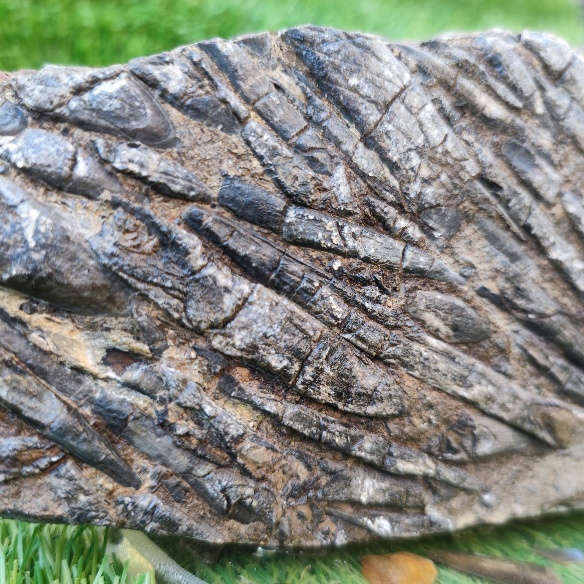 Large Belemnite battlefield/ deathbed North Yorkshire fossils - North Yorkshire Fossils