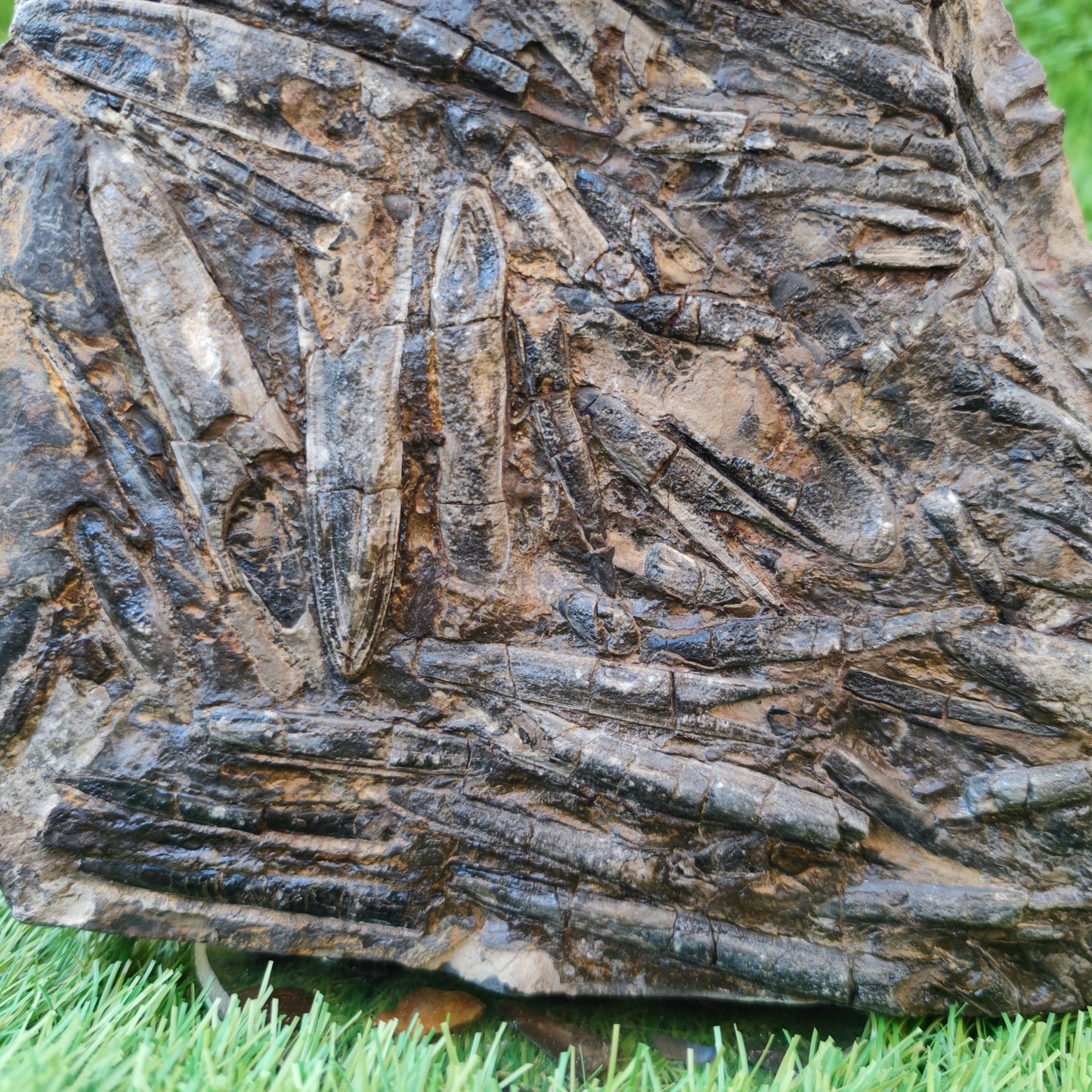 Large Belemnite battlefield/ deathbed North Yorkshire fossils - North Yorkshire Fossils