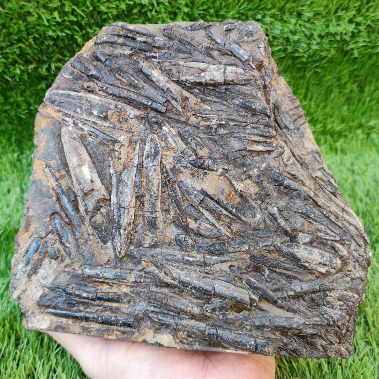 Large Belemnite battlefield/ deathbed North Yorkshire fossils - North Yorkshire Fossils