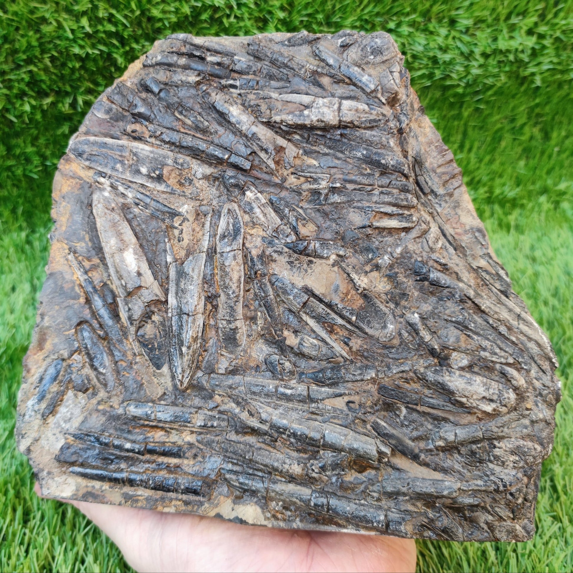 Large Belemnite battlefield/ deathbed North Yorkshire fossils - North Yorkshire Fossils