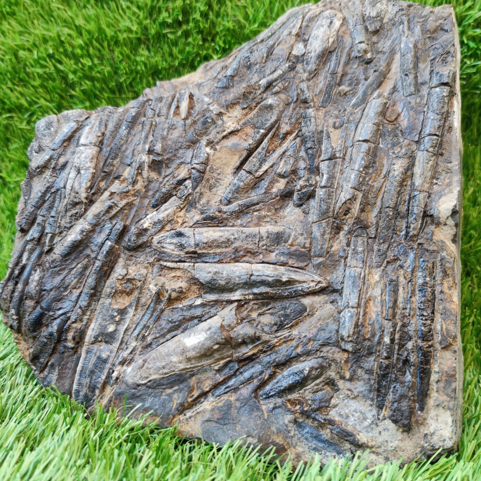 Large Belemnite battlefield/ deathbed North Yorkshire fossils - North Yorkshire Fossils