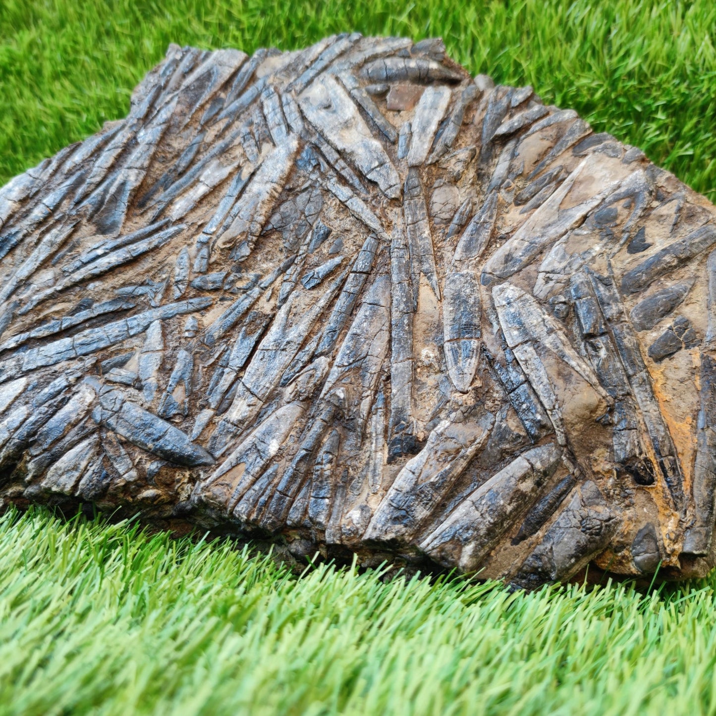 Large Belemnite battlefield/ deathbed North Yorkshire fossils - North Yorkshire Fossils