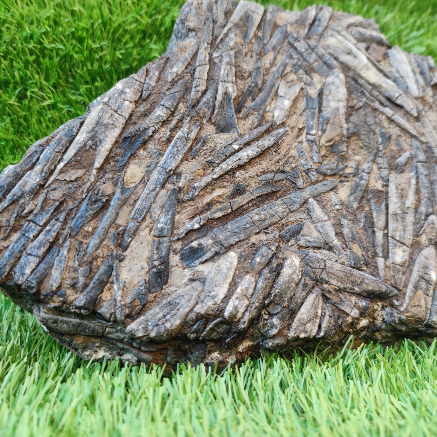 Large Belemnite battlefield/ deathbed North Yorkshire fossils - North Yorkshire Fossils