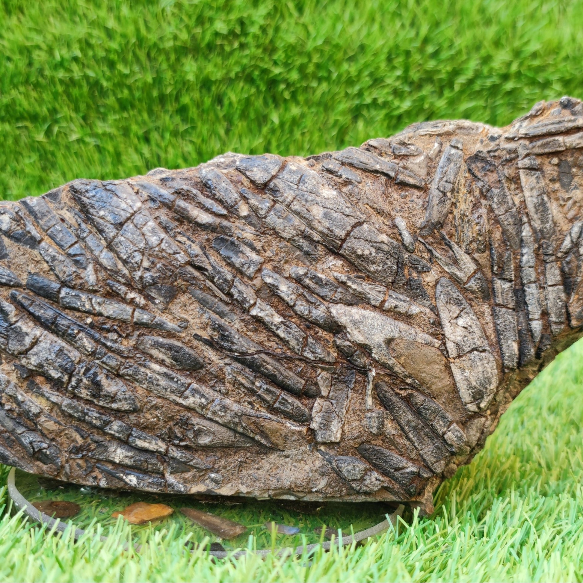 Large Belemnite battlefield/ deathbed North Yorkshire fossils - North Yorkshire Fossils