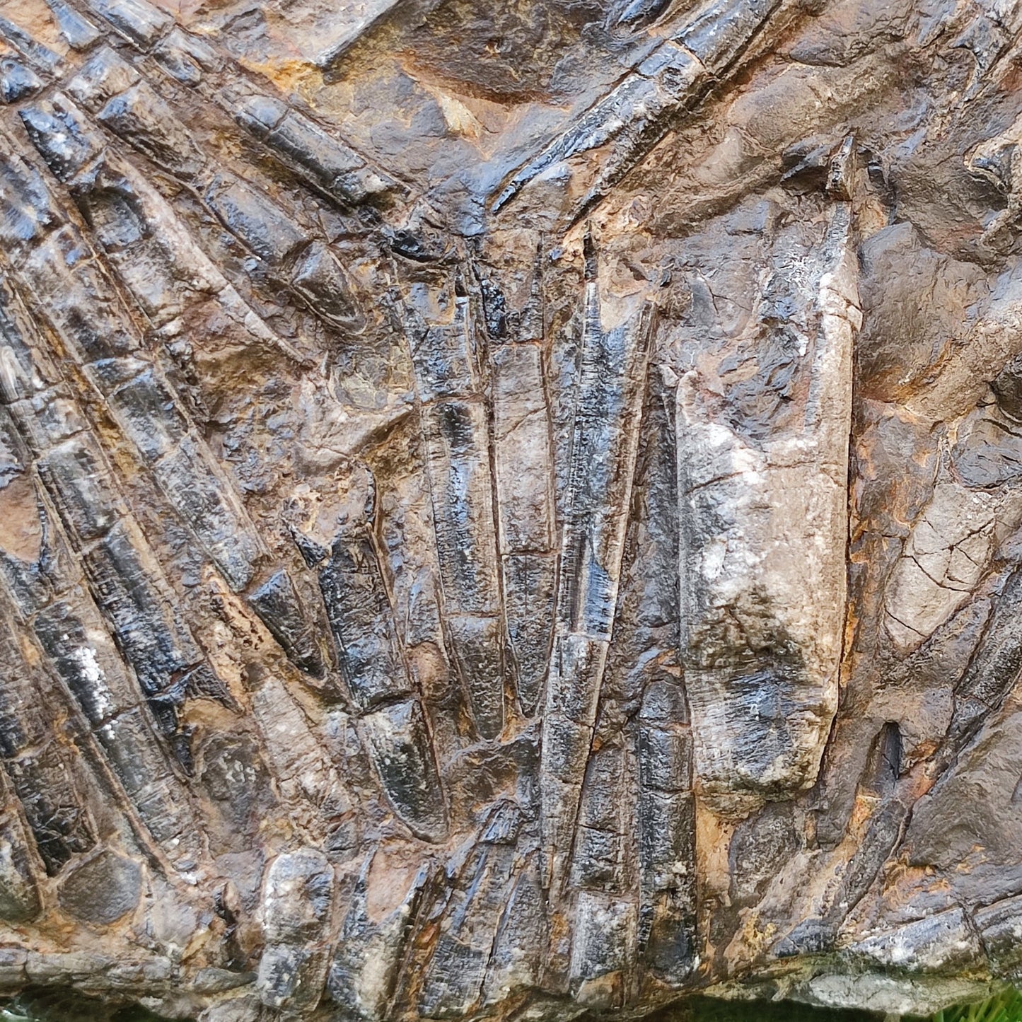 Large Belemnite battlefield/ deathbed North Yorkshire fossils - North Yorkshire Fossils