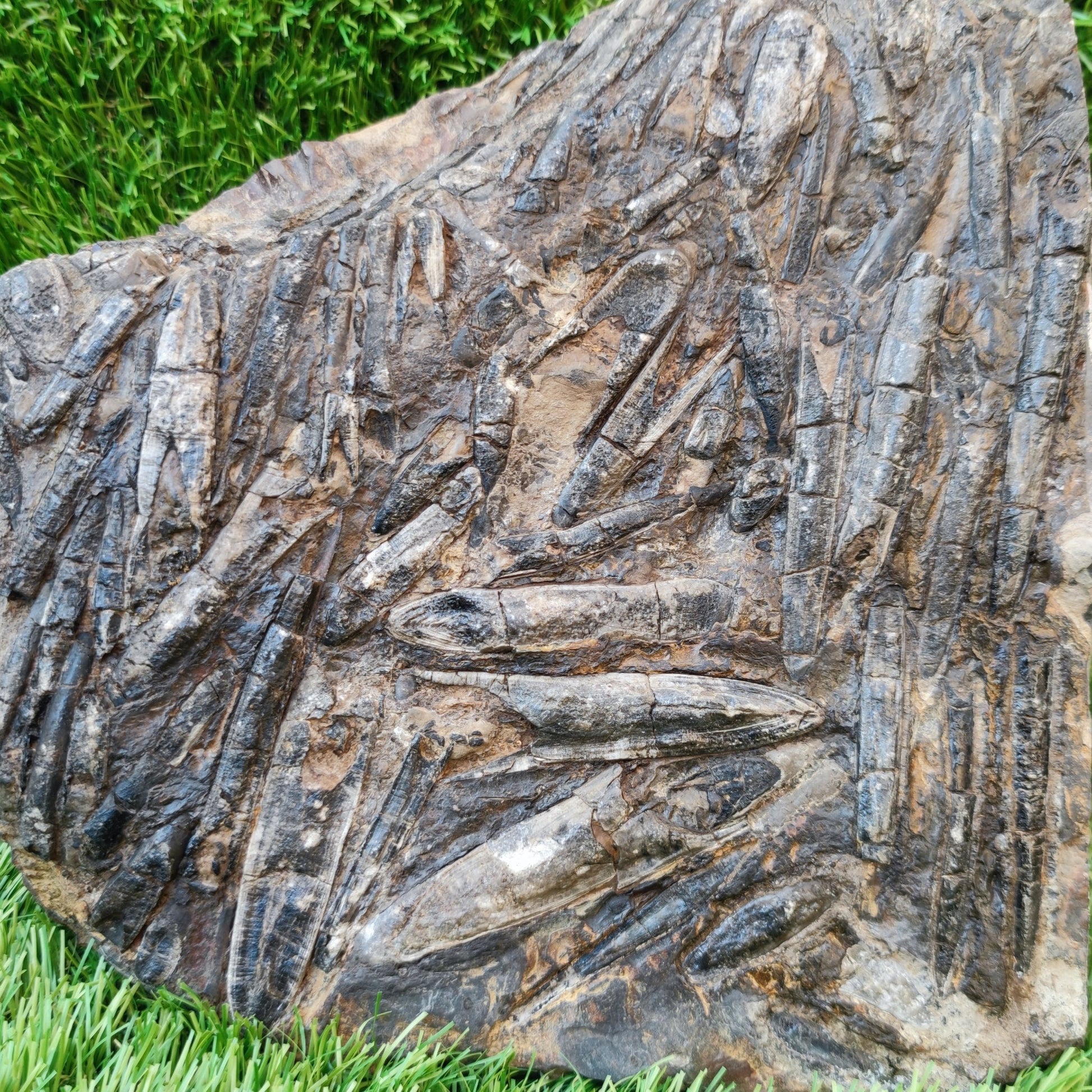 Large Belemnite battlefield/ deathbed North Yorkshire fossils - North Yorkshire Fossils