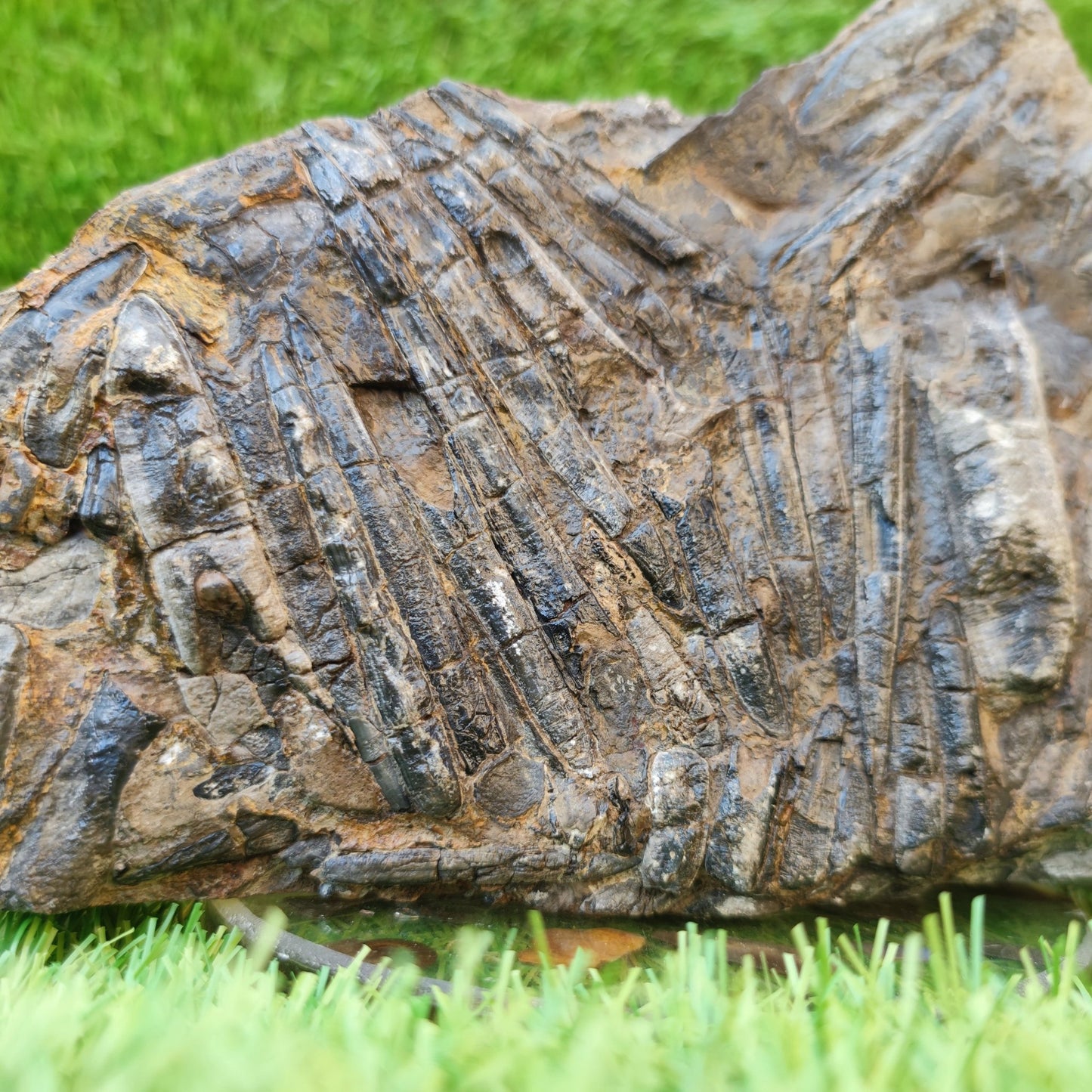 Large Belemnite battlefield/ deathbed North Yorkshire fossils - North Yorkshire Fossils