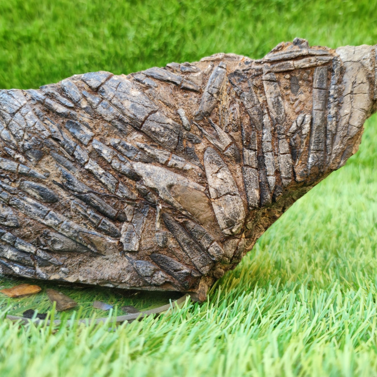 Large Belemnite battlefield/ deathbed North Yorkshire fossils - North Yorkshire Fossils