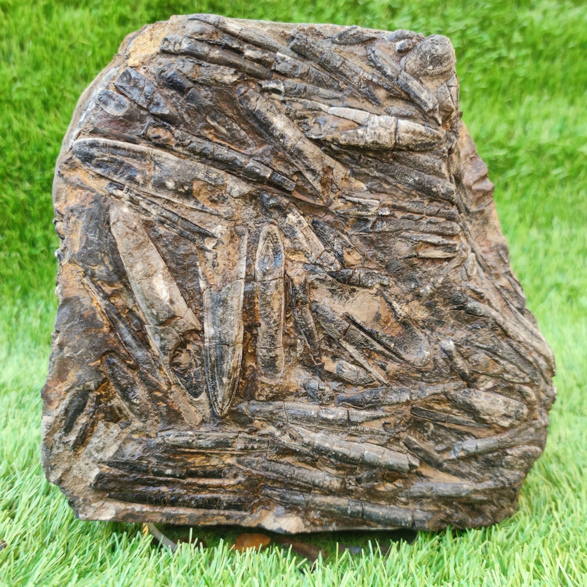 Large Belemnite battlefield/ deathbed North Yorkshire fossils - North Yorkshire Fossils