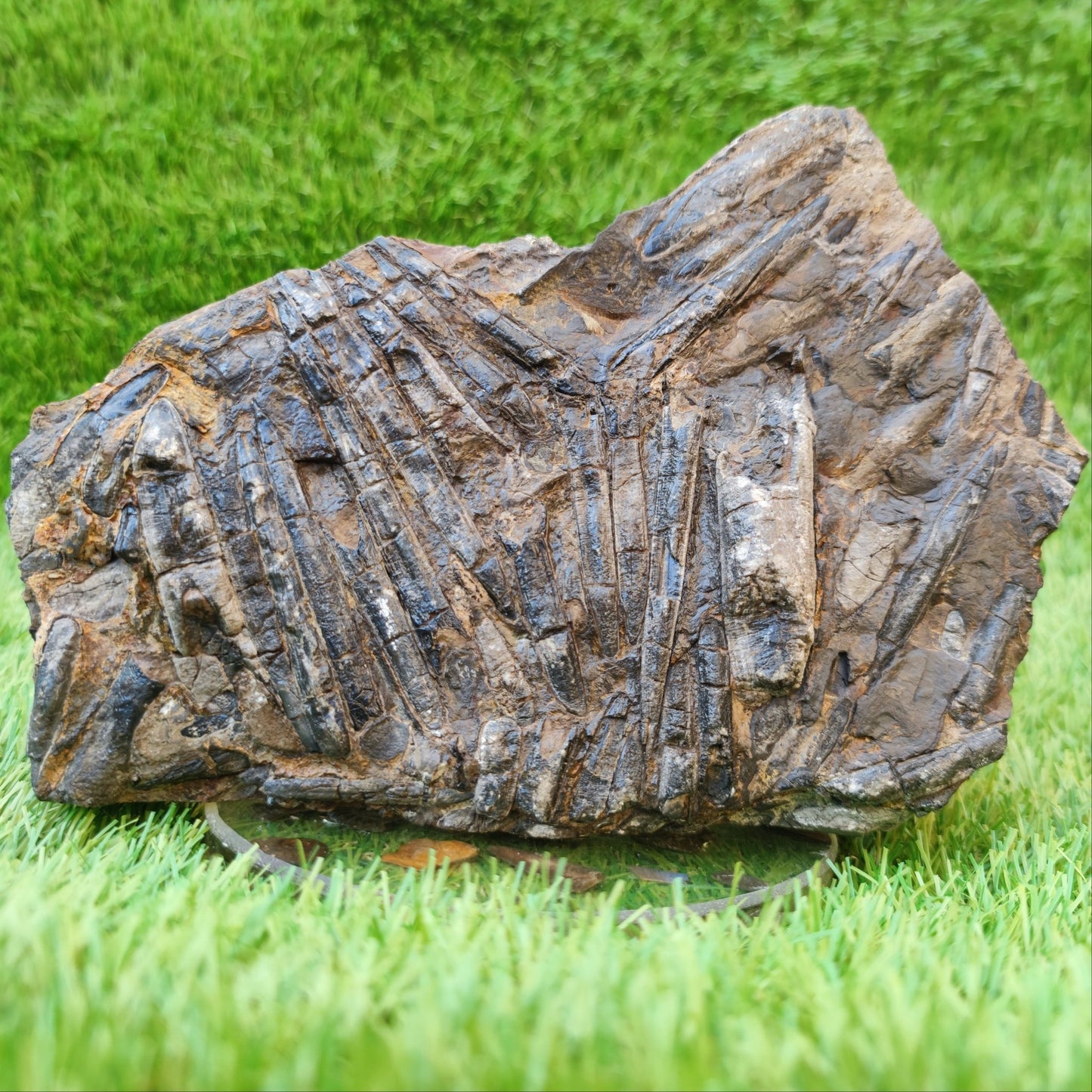 Large Belemnite battlefield/ deathbed North Yorkshire fossils - North Yorkshire Fossils