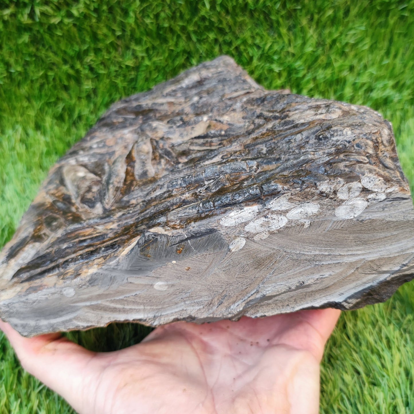 Large Belemnite battlefield/ deathbed North Yorkshire fossils - North Yorkshire Fossils