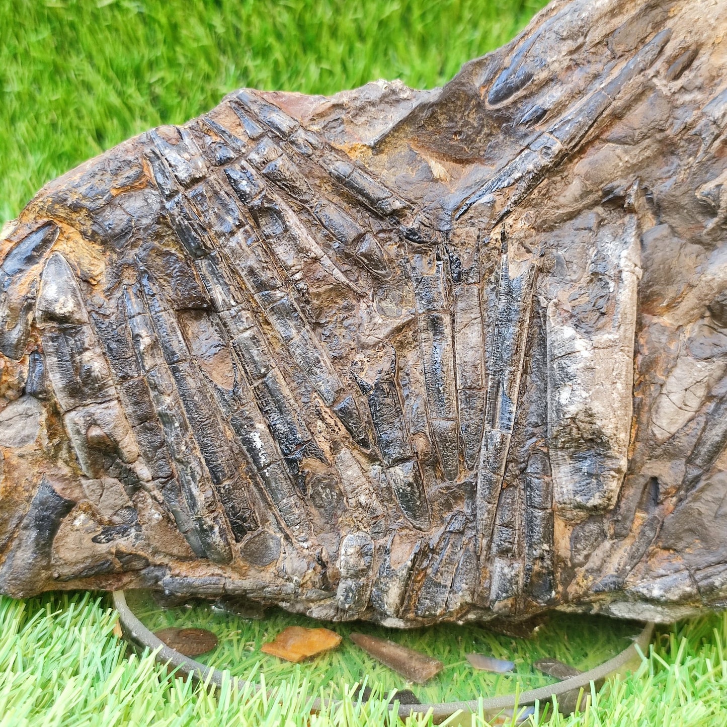 Large Belemnite battlefield/ deathbed North Yorkshire fossils - North Yorkshire Fossils