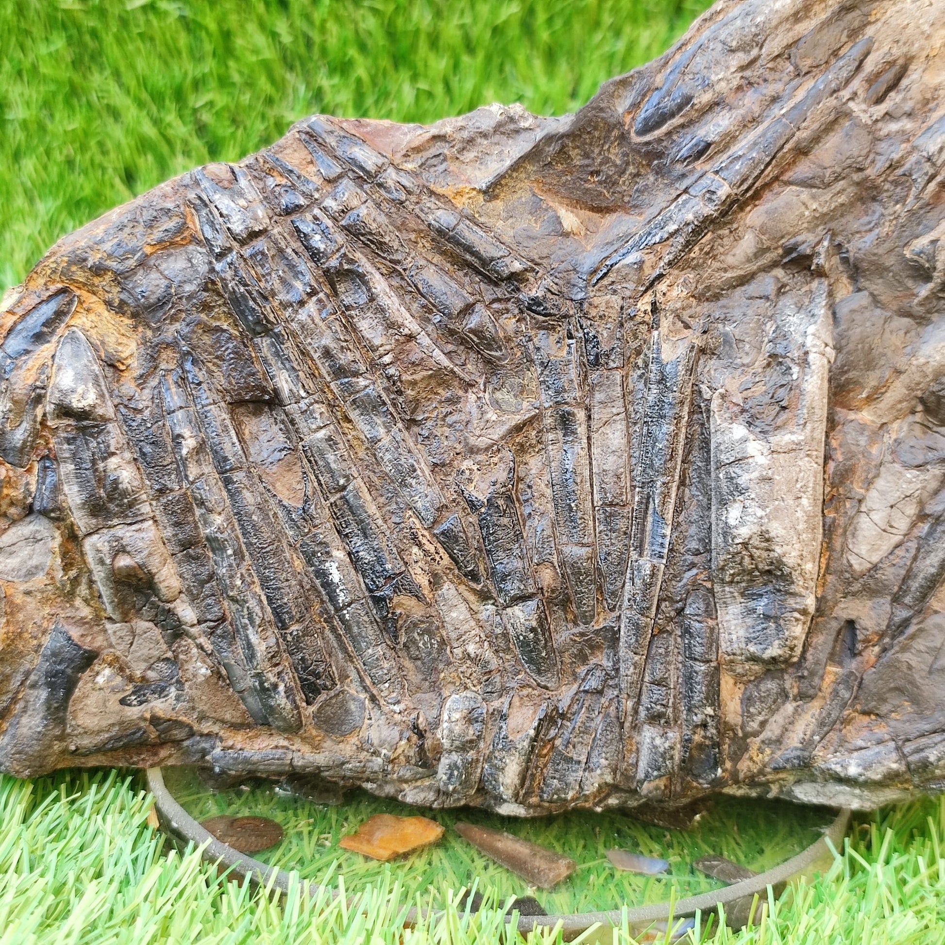 Large Belemnite battlefield/ deathbed North Yorkshire fossils - North Yorkshire Fossils