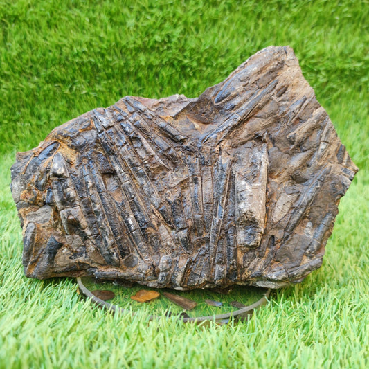 Large Belemnite battlefield/ deathbed North Yorkshire fossils - North Yorkshire Fossils