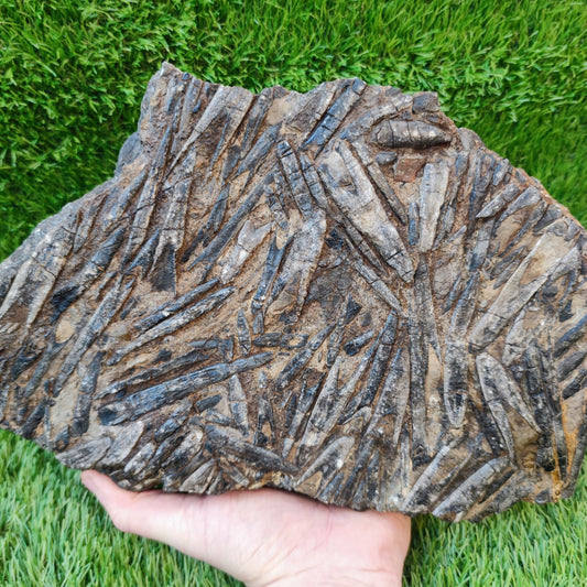 Large Belemnite battlefield/ deathbed North Yorkshire fossils - North Yorkshire Fossils