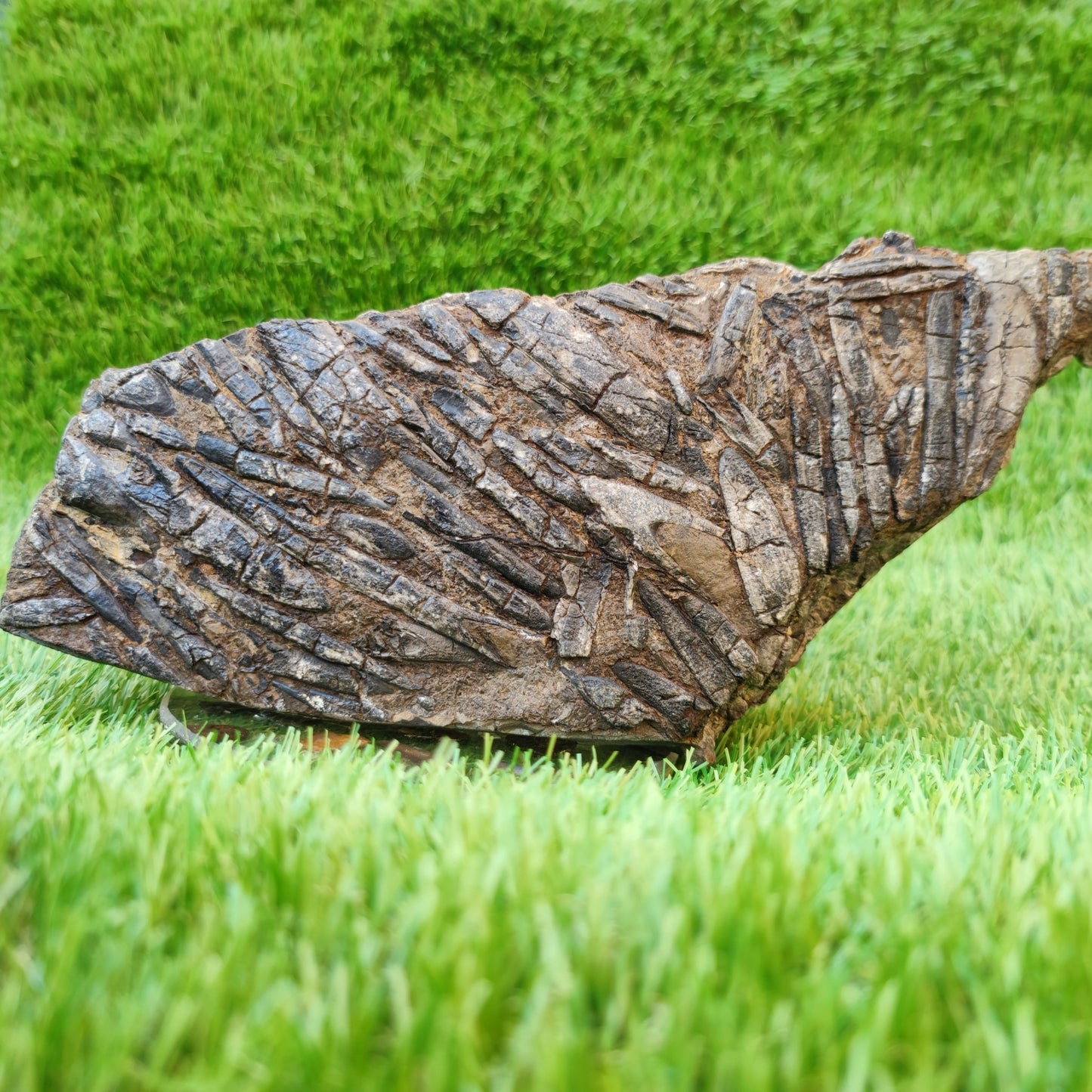 Large Belemnite battlefield/ deathbed North Yorkshire fossils - North Yorkshire Fossils