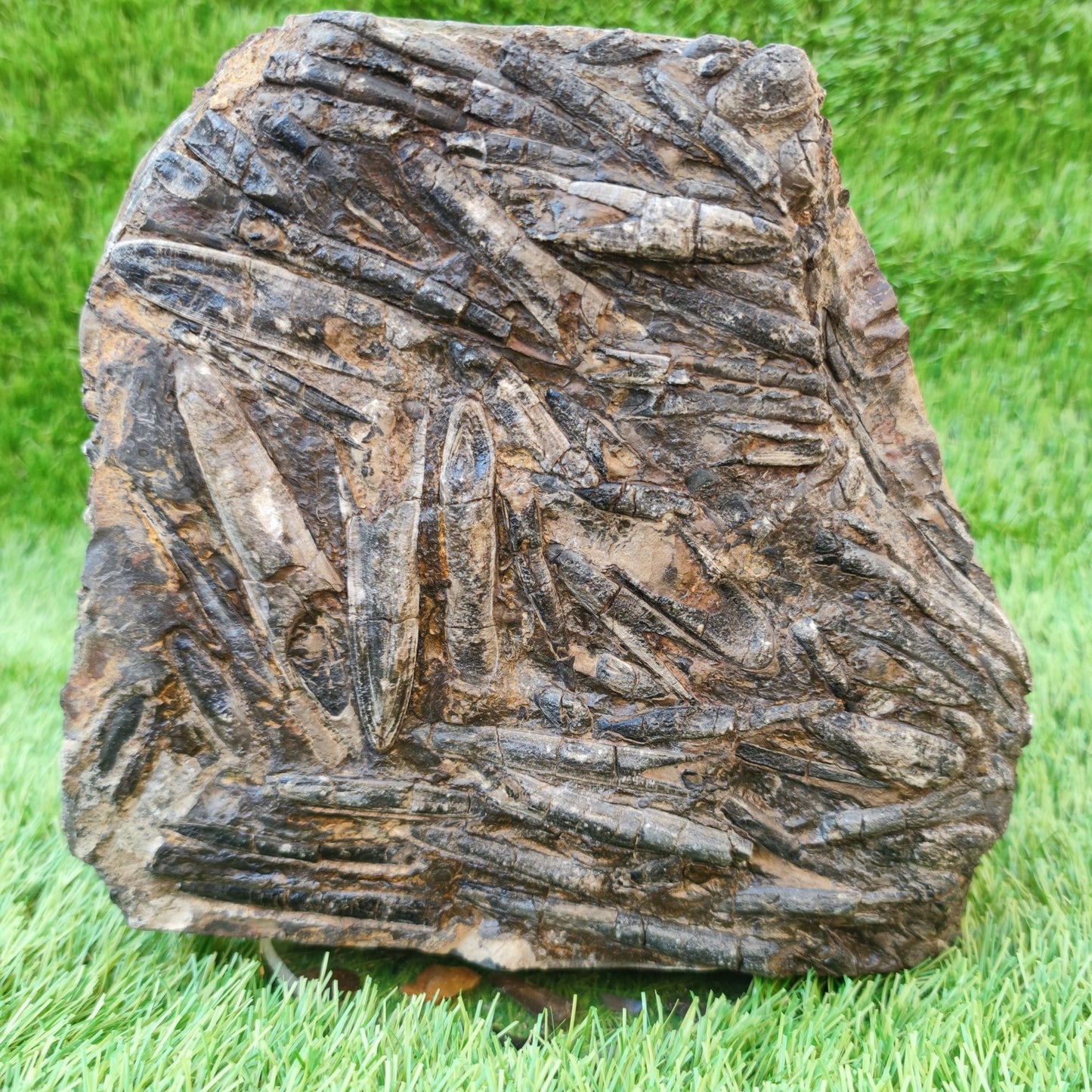 Large Belemnite battlefield/ deathbed North Yorkshire fossils - North Yorkshire Fossils