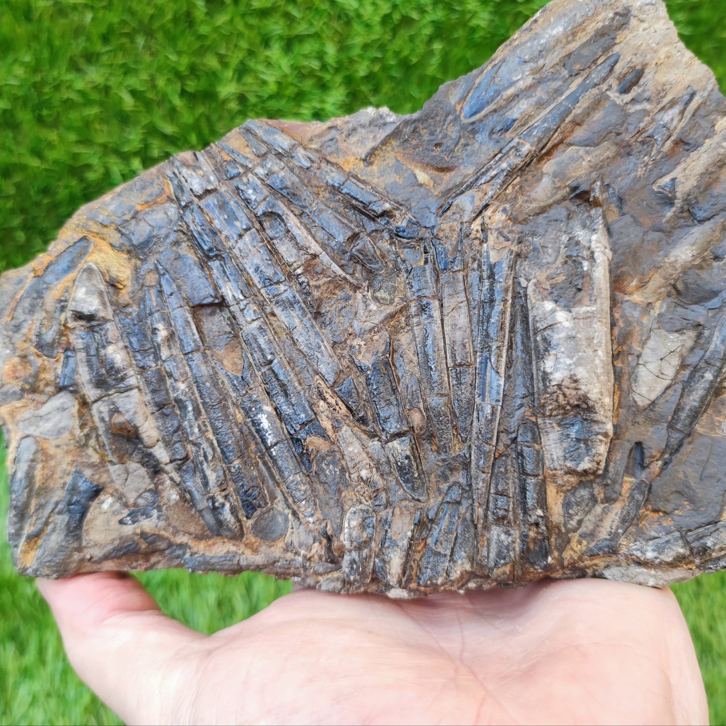 Large Belemnite battlefield/ deathbed North Yorkshire fossils - North Yorkshire Fossils