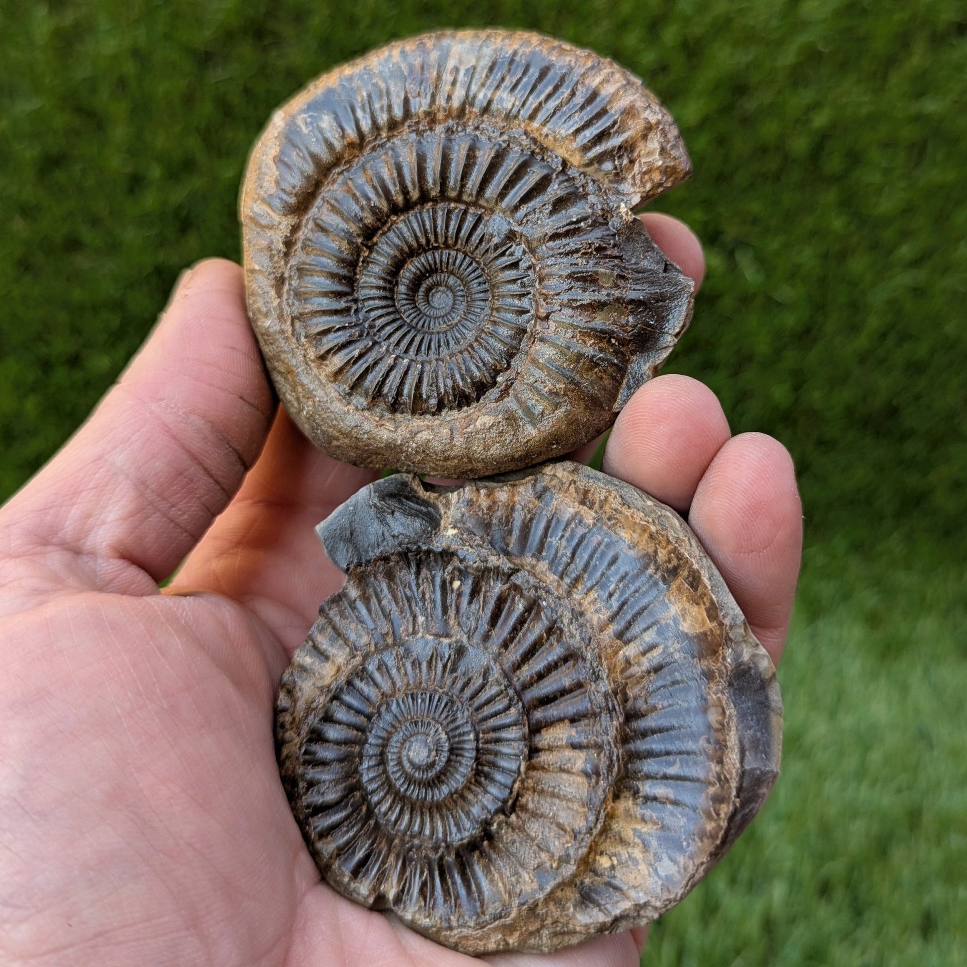 Large catacoeloceras ammonite split pair North Yorkshire fossils - North Yorkshire Fossils