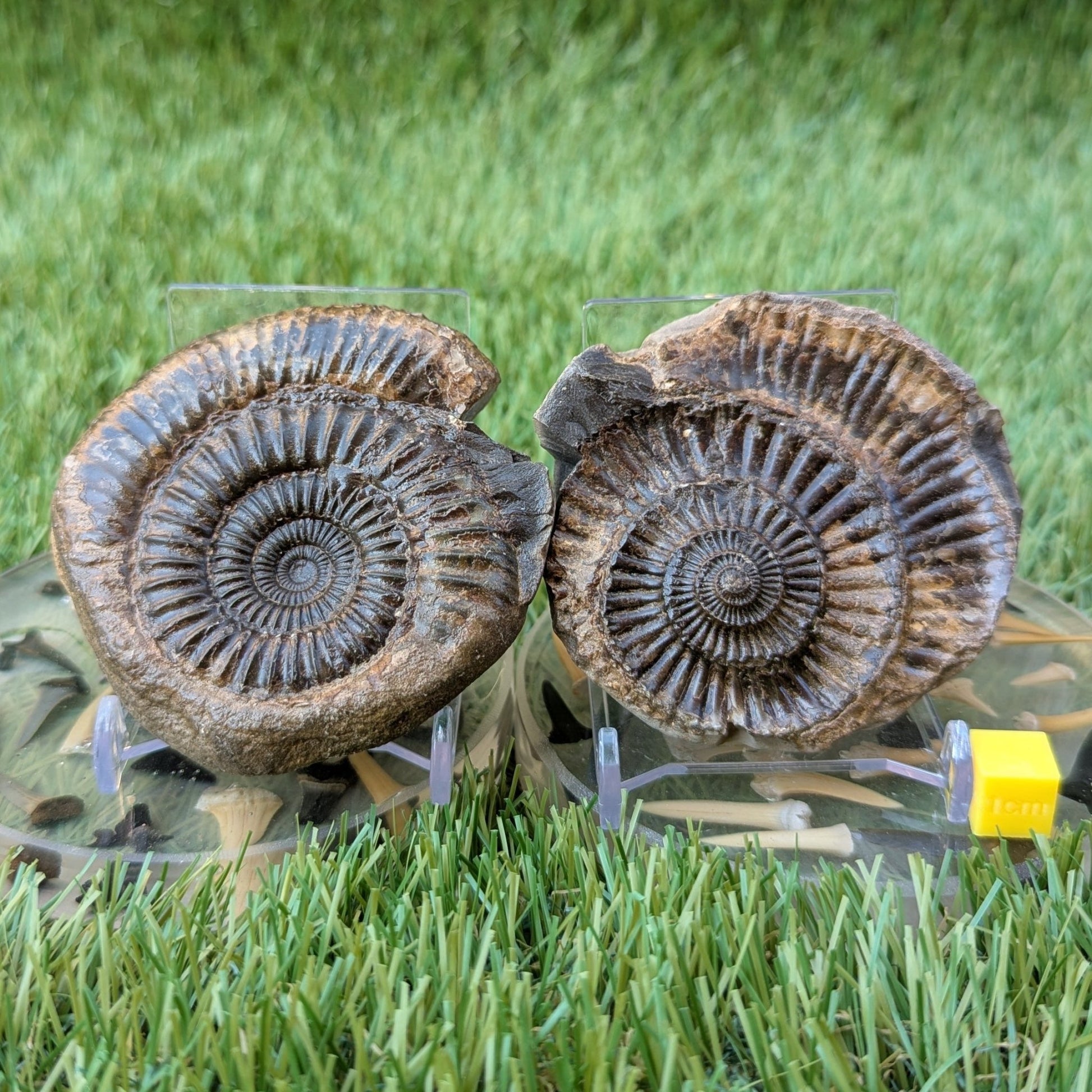 Large catacoeloceras ammonite split pair North Yorkshire fossils - North Yorkshire Fossils