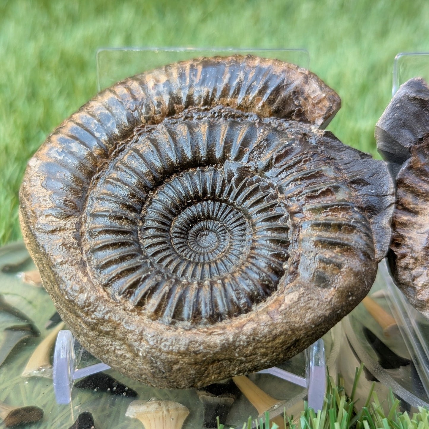 Large catacoeloceras ammonite split pair North Yorkshire fossils - North Yorkshire Fossils