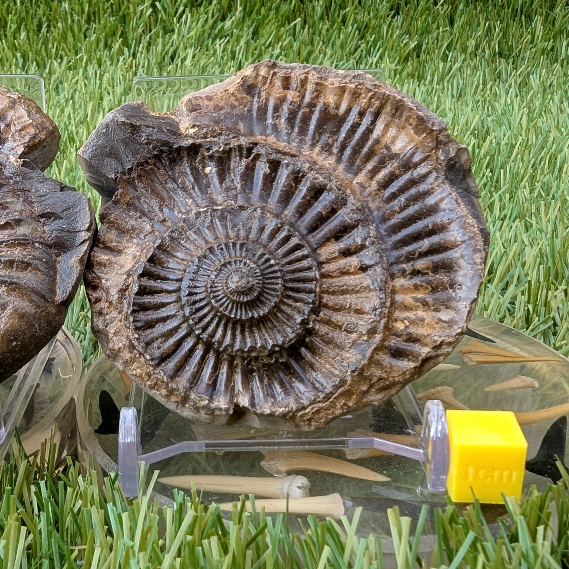 Large catacoeloceras ammonite split pair North Yorkshire fossils - North Yorkshire Fossils