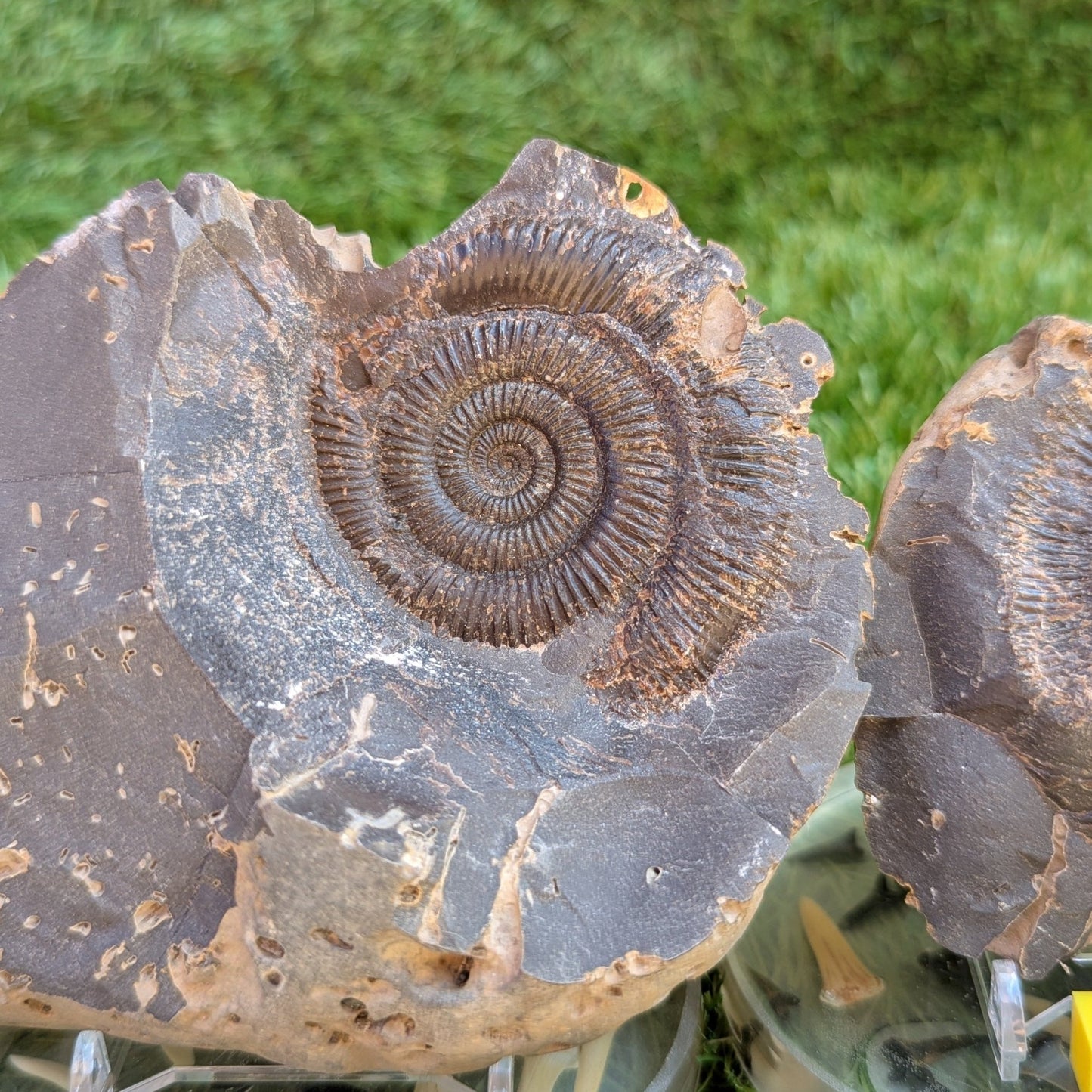 Large Dactylioceras ammonite fossil split pair North Yorkshire fossils - North Yorkshire Fossils