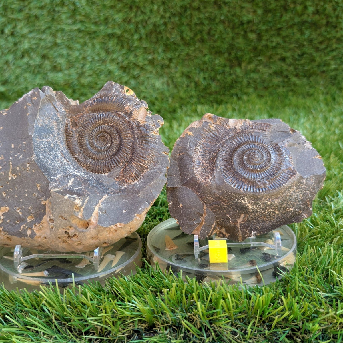 Large Dactylioceras ammonite fossil split pair North Yorkshire fossils - North Yorkshire Fossils
