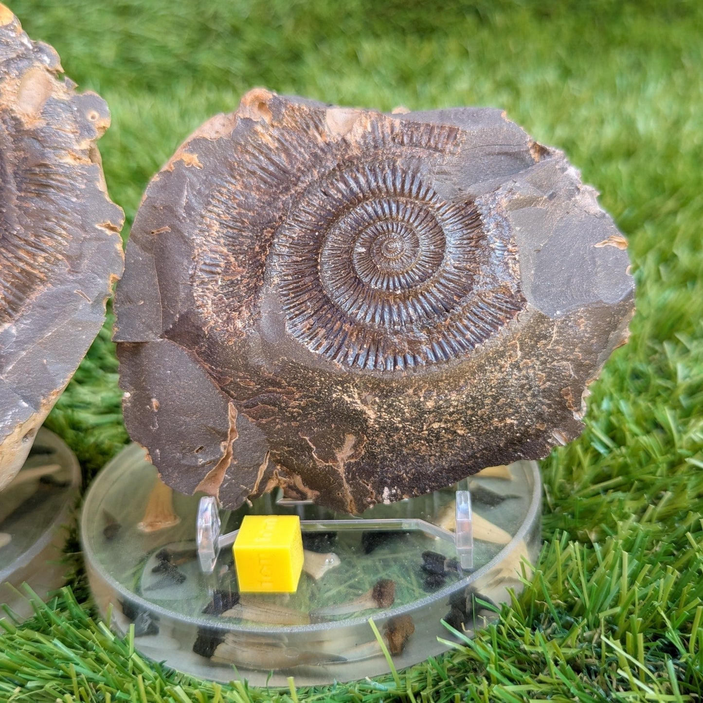 Large Dactylioceras ammonite fossil split pair North Yorkshire fossils - North Yorkshire Fossils