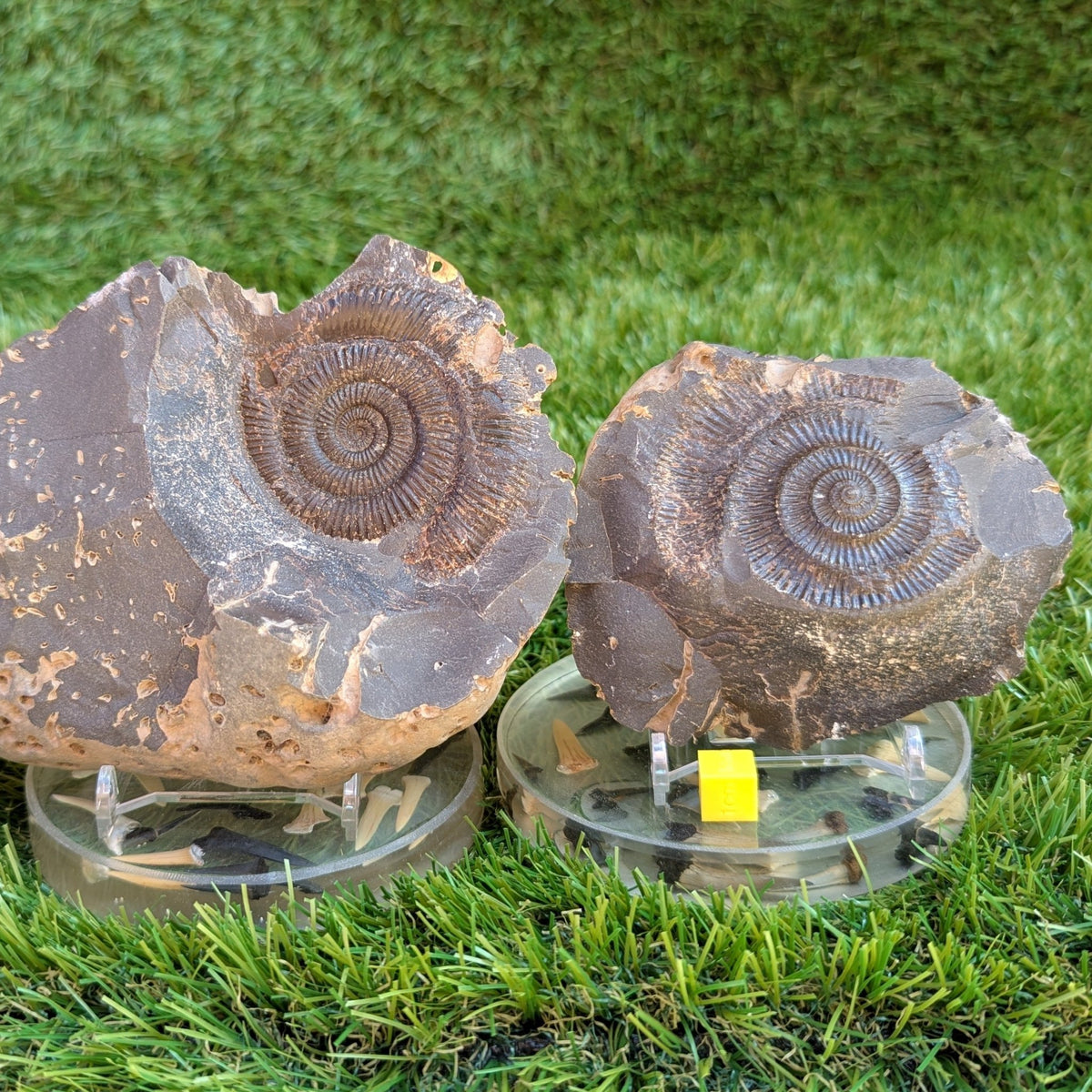 Large Dactylioceras ammonite fossil split pair North Yorkshire fossils - North Yorkshire Fossils