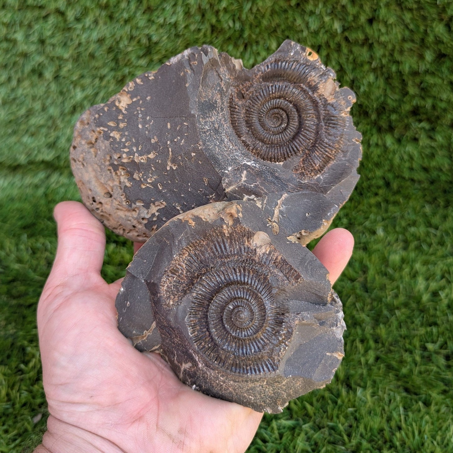 Large Dactylioceras ammonite fossil split pair North Yorkshire fossils - North Yorkshire Fossils