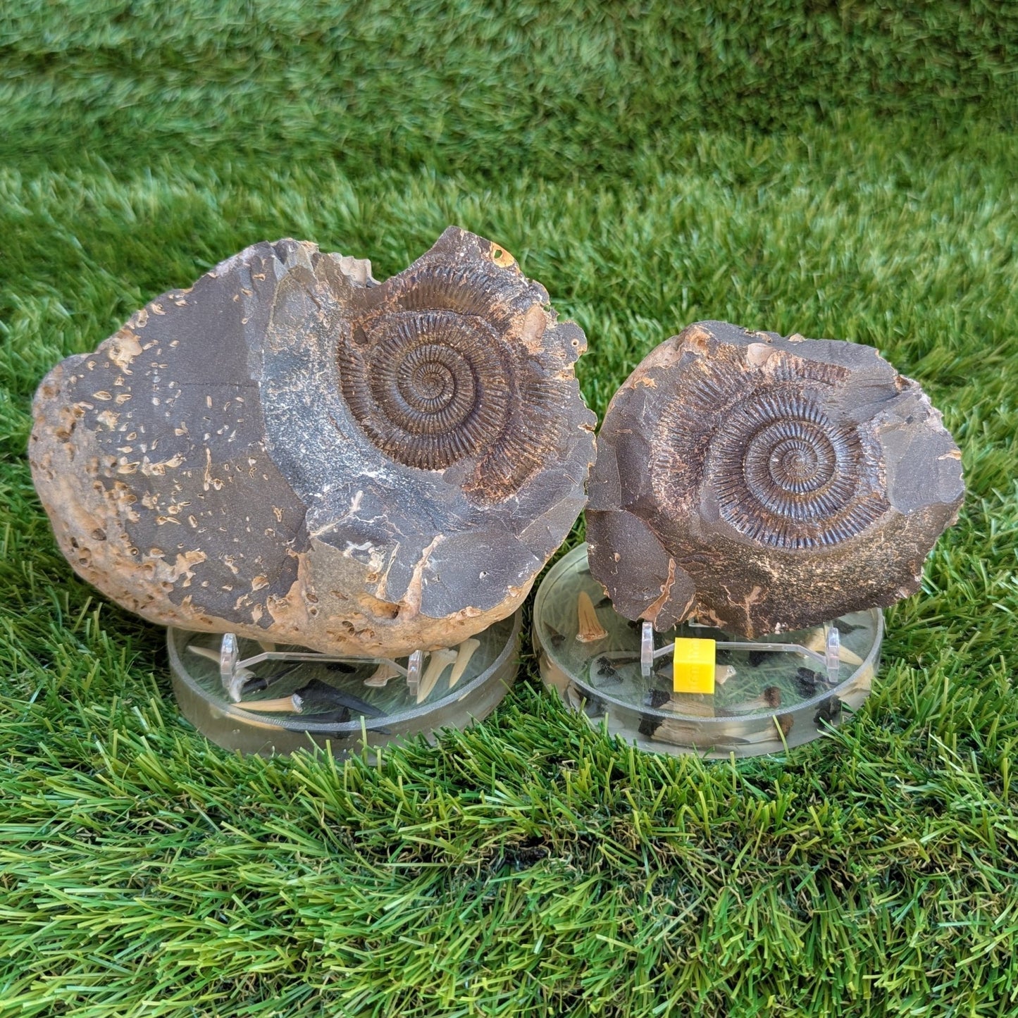 Large Dactylioceras ammonite fossil split pair North Yorkshire fossils - North Yorkshire Fossils