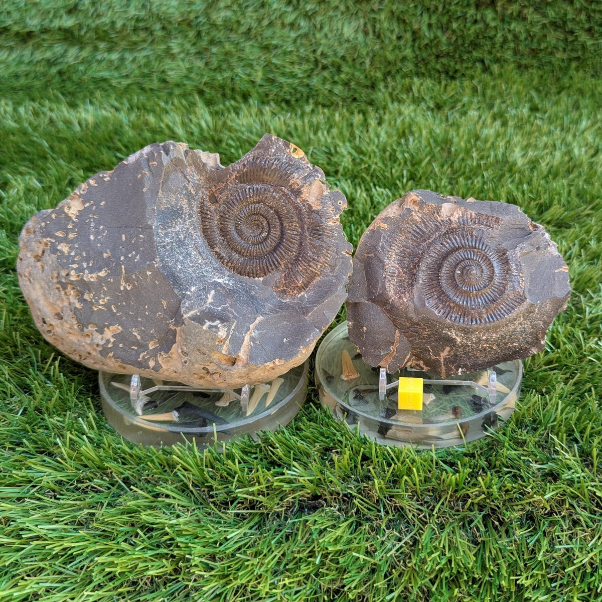 Large Dactylioceras ammonite fossil split pair North Yorkshire fossils - North Yorkshire Fossils