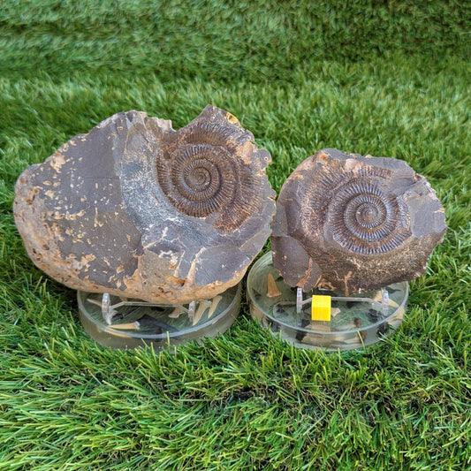 Large Dactylioceras ammonite fossil split pair North Yorkshire fossils - North Yorkshire Fossils
