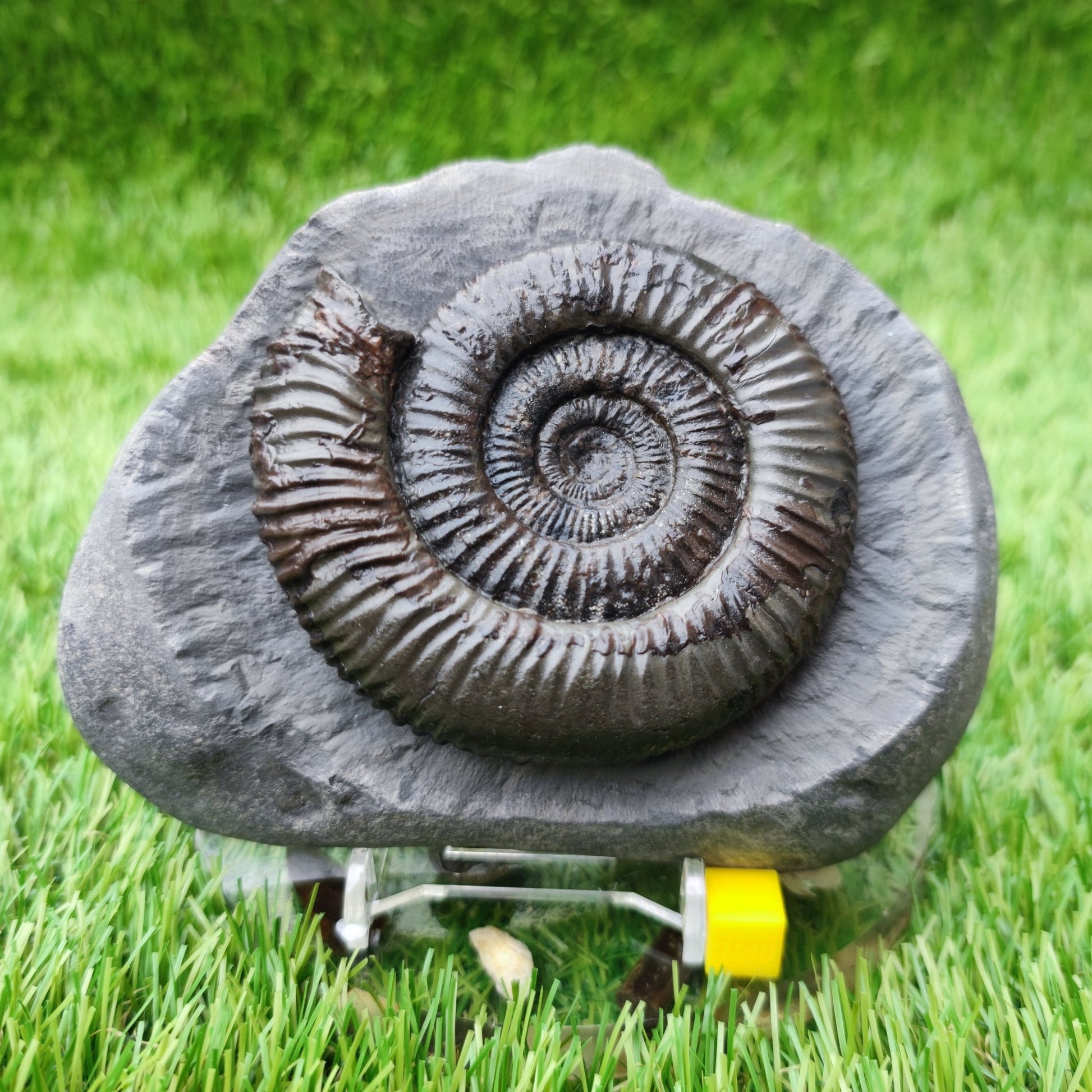 Large Dactylioceras ammonite North Yorkshire fossils - North Yorkshire Fossils