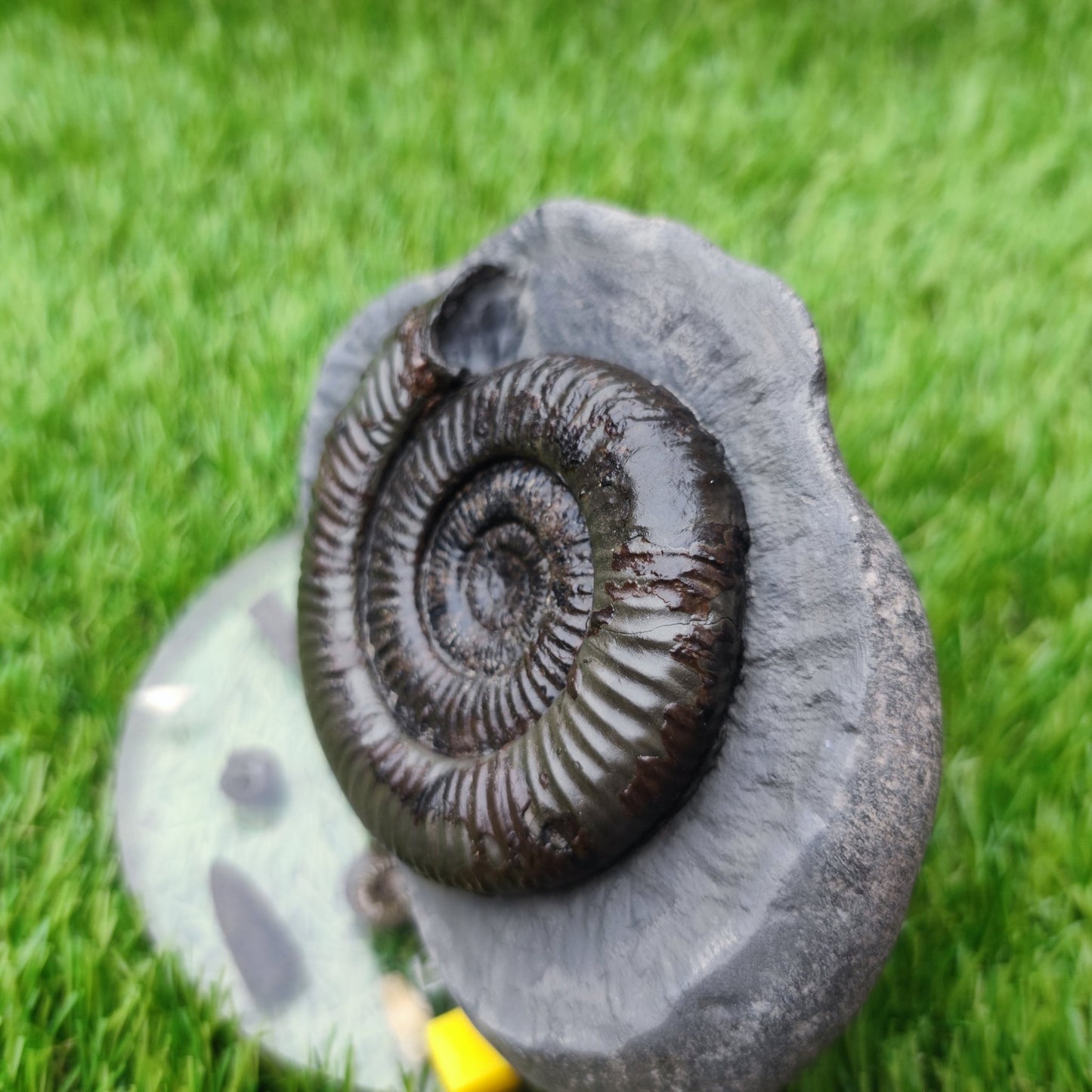 Large Dactylioceras ammonite North Yorkshire fossils - North Yorkshire Fossils