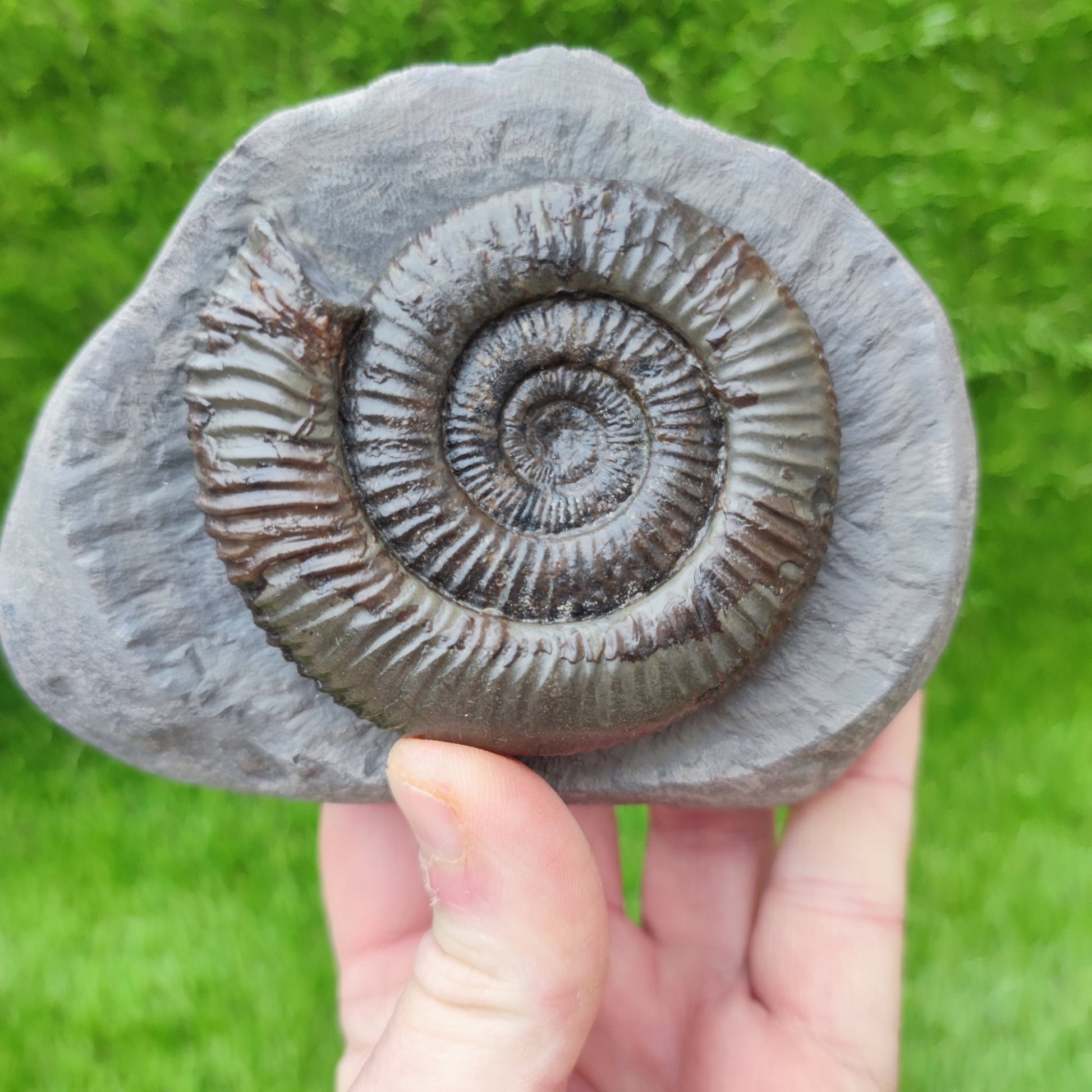 Large Dactylioceras ammonite North Yorkshire fossils - North Yorkshire Fossils