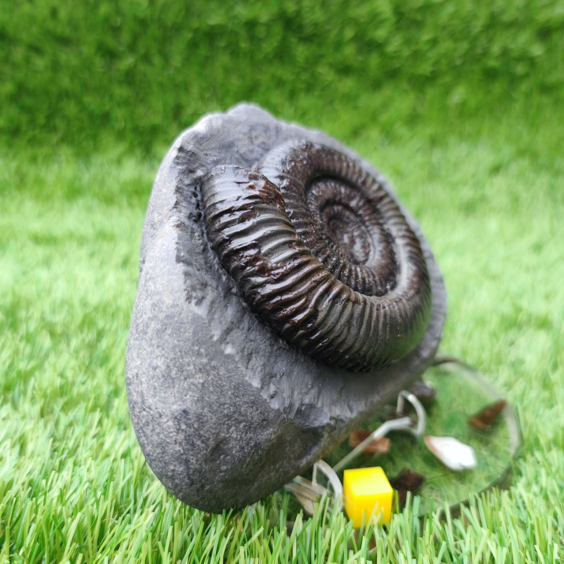 Large Dactylioceras ammonite North Yorkshire fossils - North Yorkshire Fossils