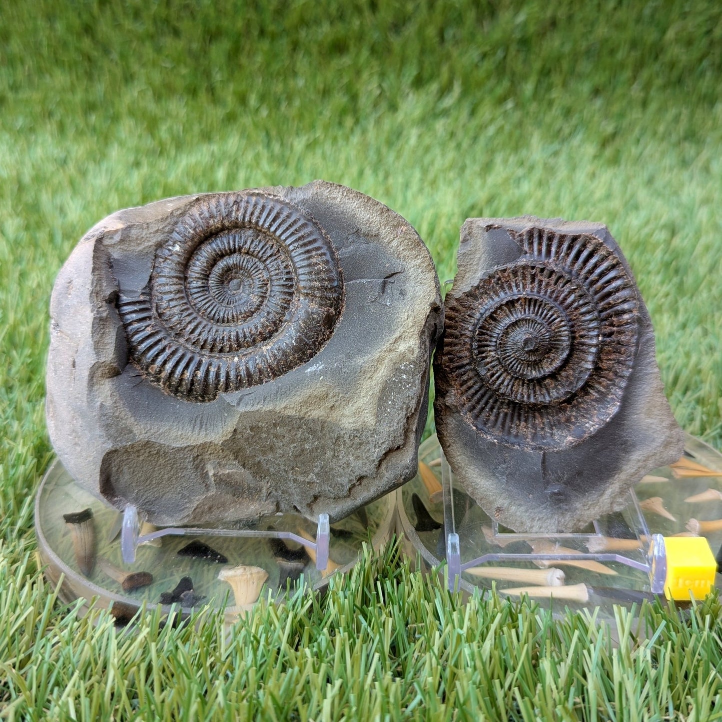 Large dactylioceras ammonite split pair North Yorkshire fossils - North Yorkshire Fossils