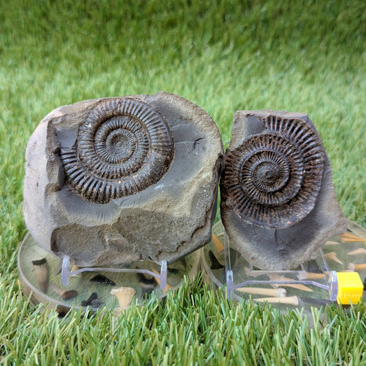 Large dactylioceras ammonite split pair North Yorkshire fossils - North Yorkshire Fossils