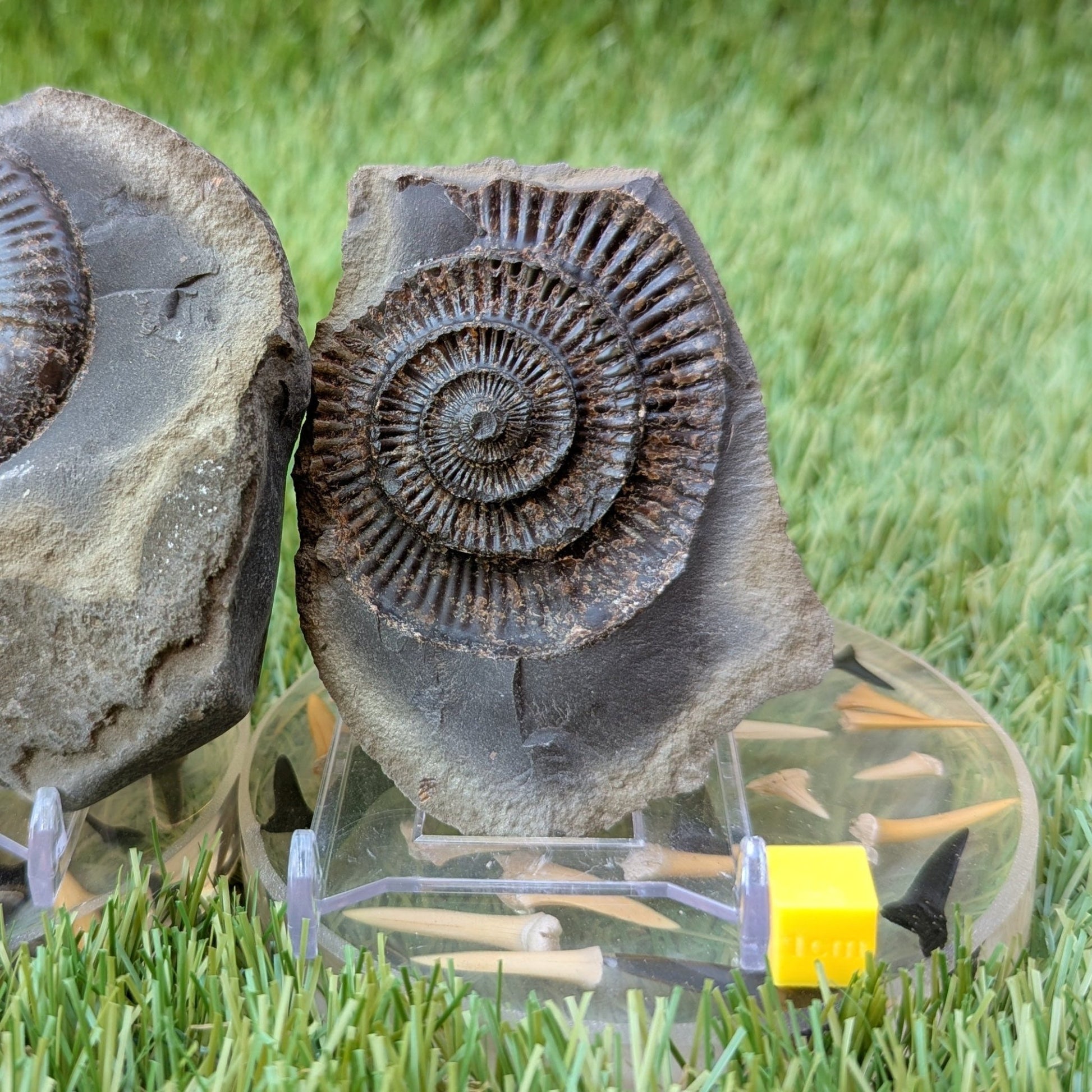 Large dactylioceras ammonite split pair North Yorkshire fossils - North Yorkshire Fossils