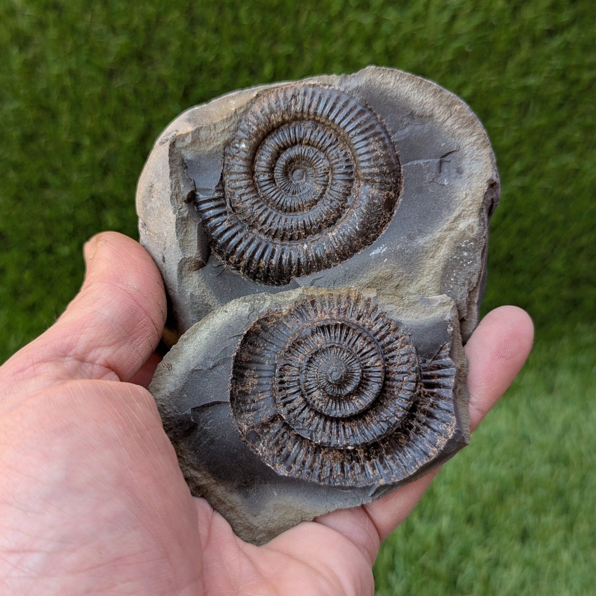 Large dactylioceras ammonite split pair North Yorkshire fossils - North Yorkshire Fossils