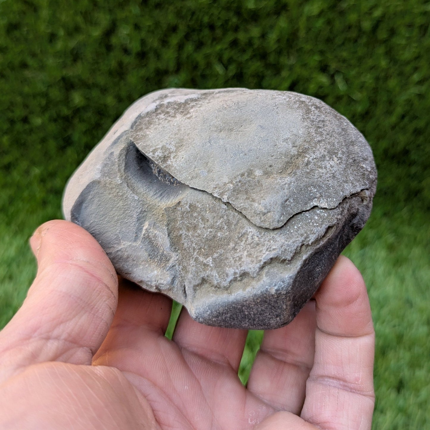 Large dactylioceras ammonite split pair North Yorkshire fossils - North Yorkshire Fossils