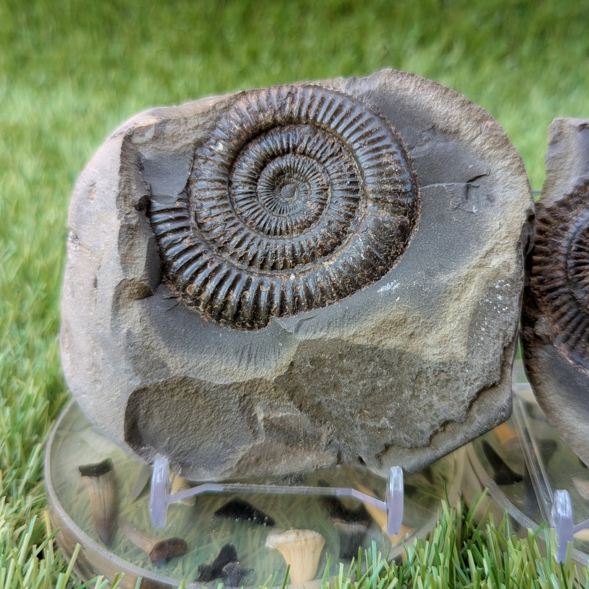 Large dactylioceras ammonite split pair North Yorkshire fossils - North Yorkshire Fossils