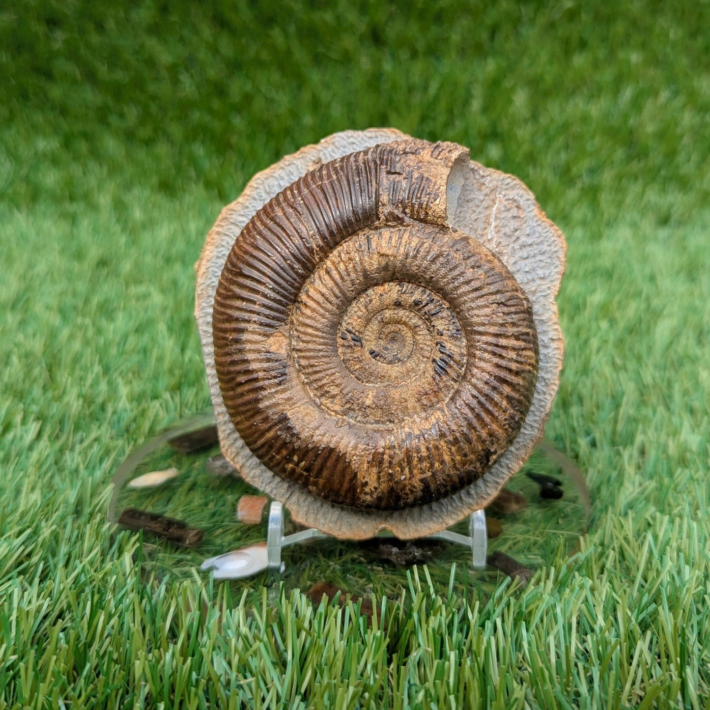 Large dactylioceras semicelatum ammonite fossil North Yorkshire - North Yorkshire Fossils