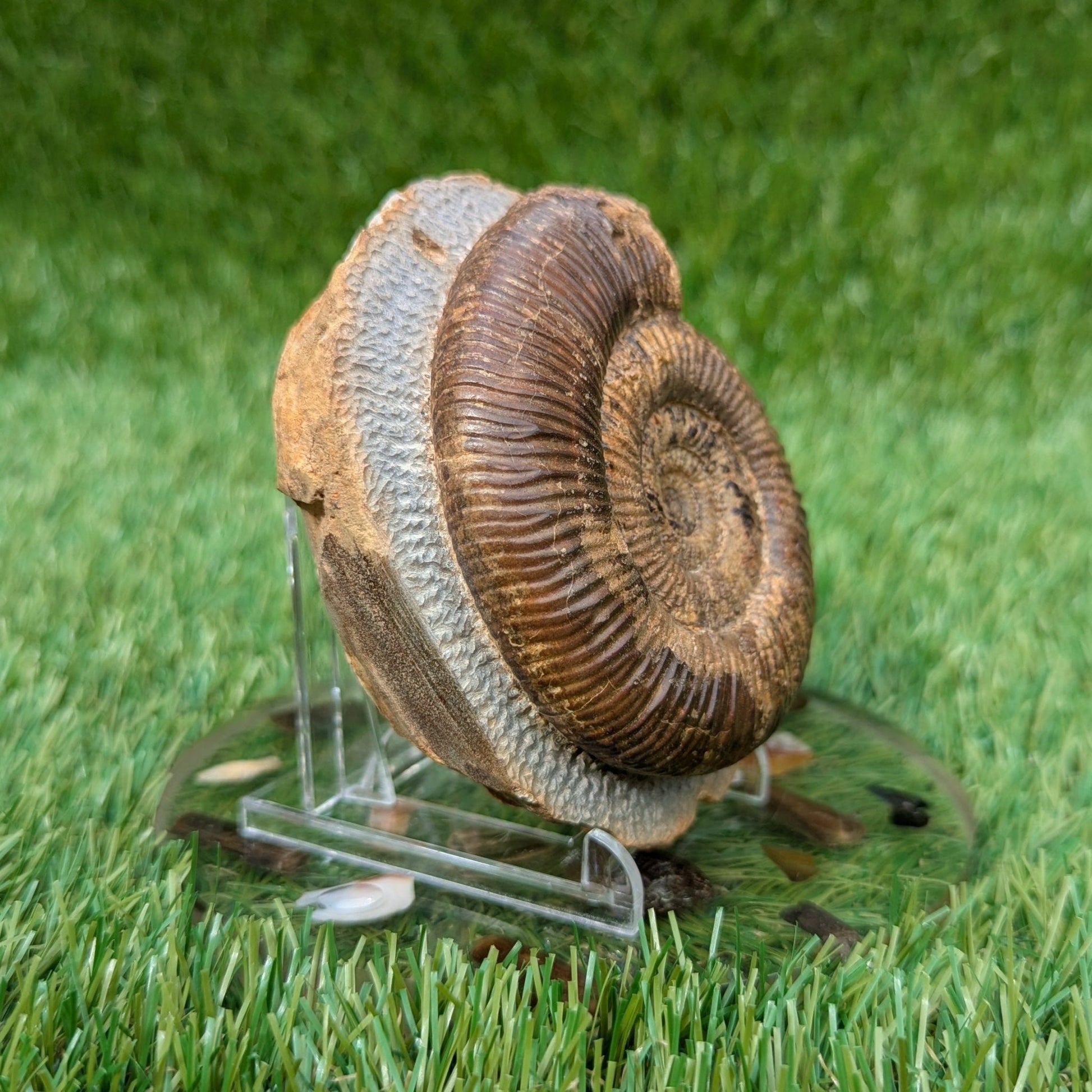 Large dactylioceras semicelatum ammonite fossil North Yorkshire - North Yorkshire Fossils