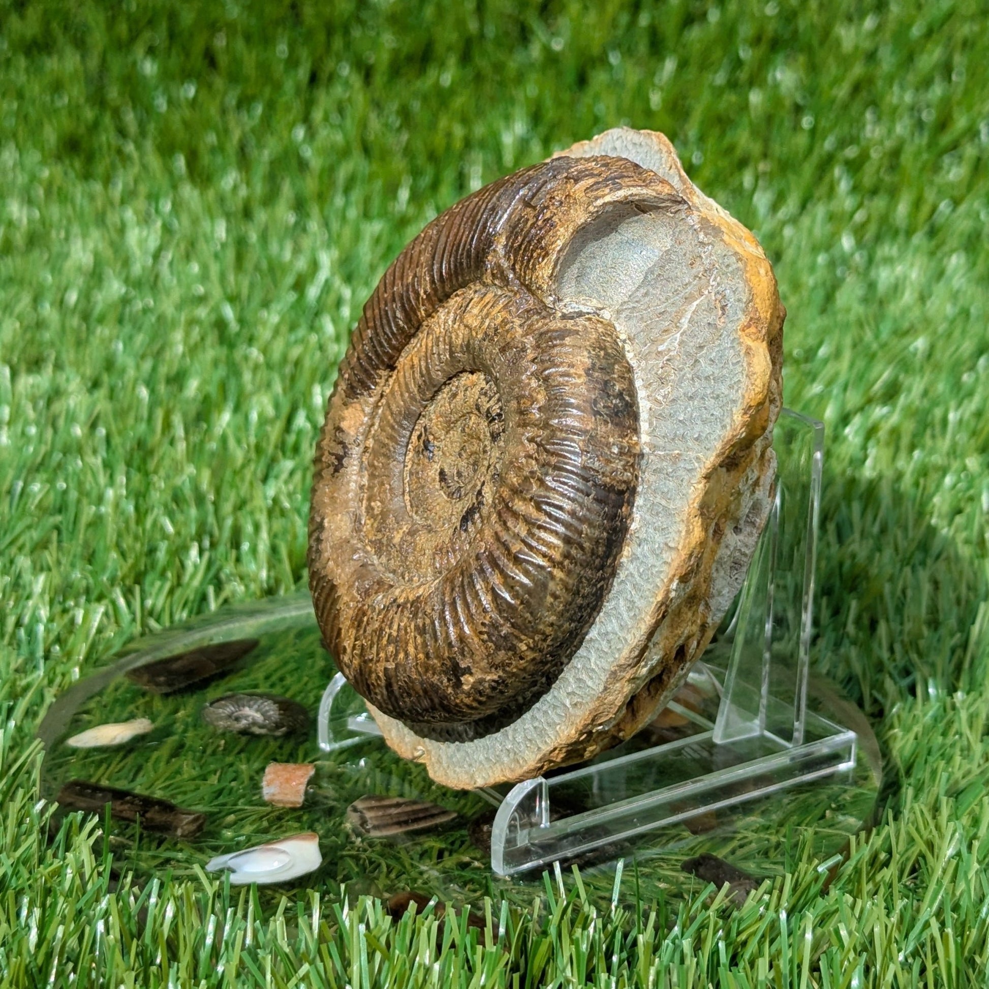 Large dactylioceras semicelatum ammonite fossil North Yorkshire - North Yorkshire Fossils