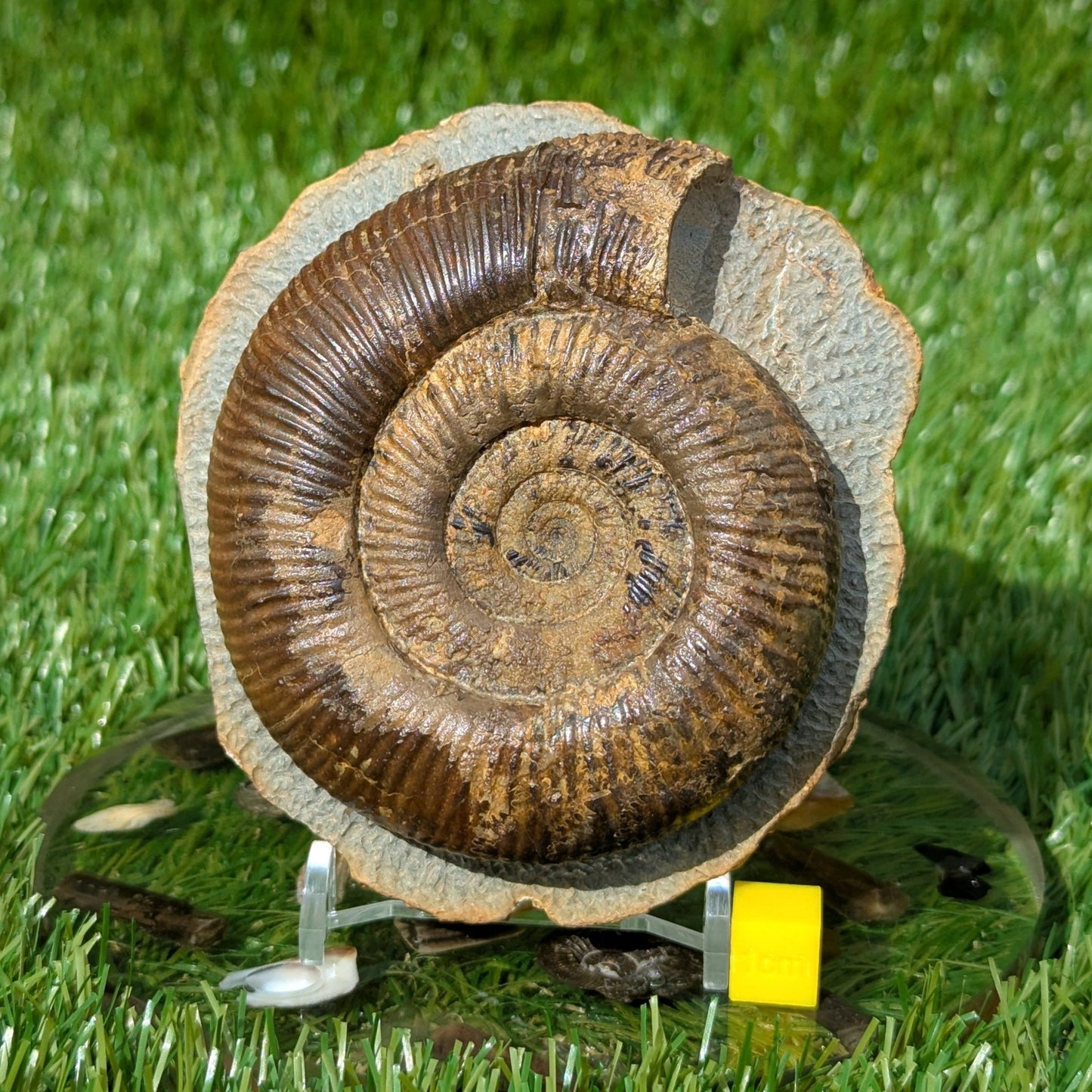 Large dactylioceras semicelatum ammonite fossil North Yorkshire - North Yorkshire Fossils