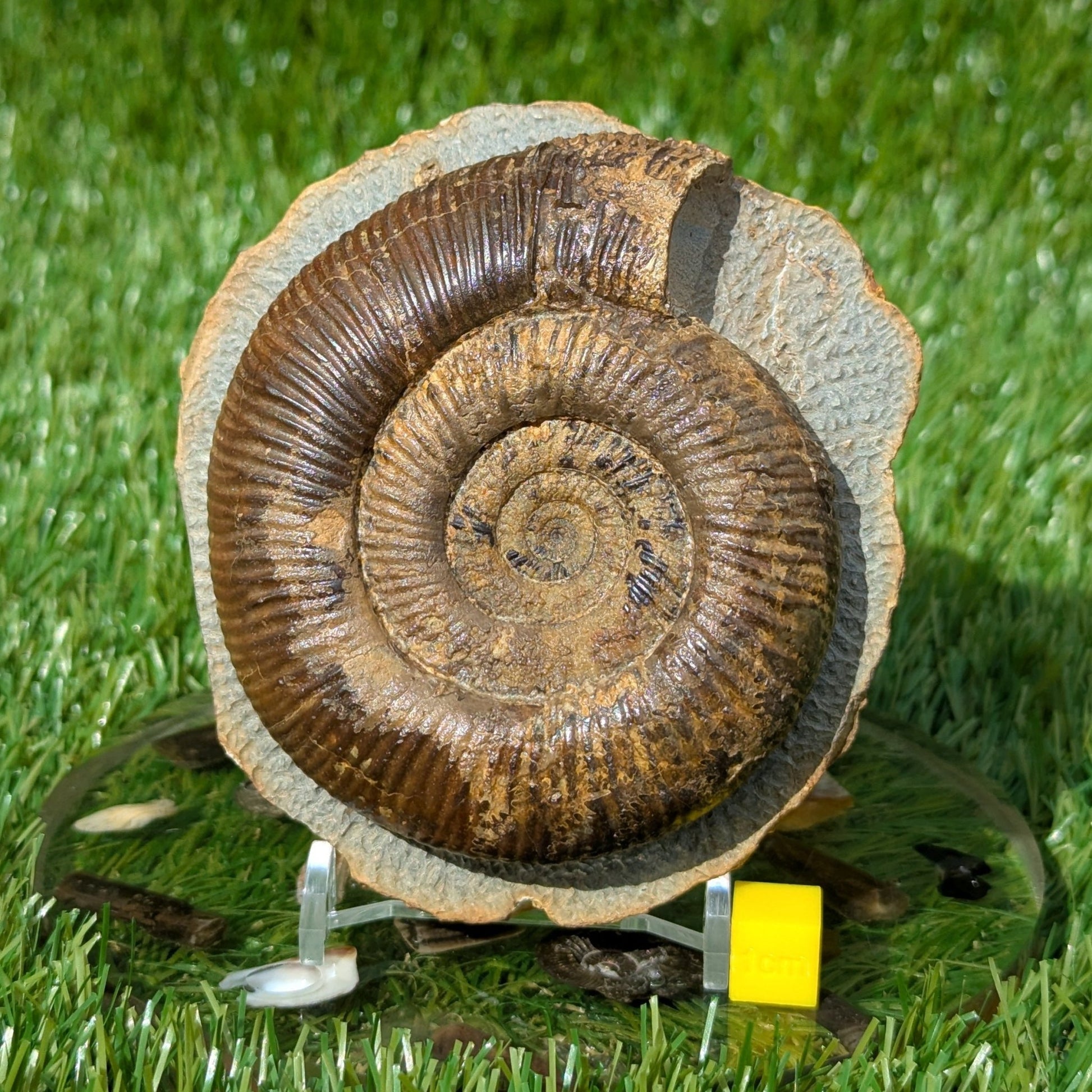 Large dactylioceras semicelatum ammonite fossil North Yorkshire - North Yorkshire Fossils